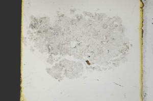 Plane Polarized, S27015