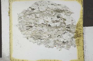 Plane Polarized, S27021