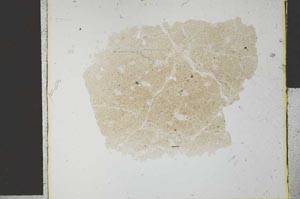 Plane Polarized, S27054