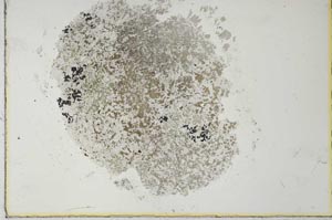 Plane Polarized, S27082