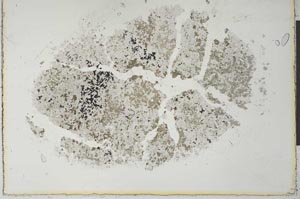 Plane Polarized, S27083