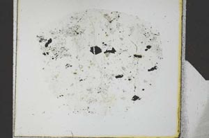 Plane Polarized, S27101