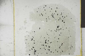 Plane Polarized, S27108/A