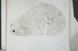 Plane Polarized, S27143