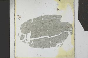 Plane Polarized, S27146