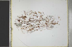 Plane Polarized, S27157