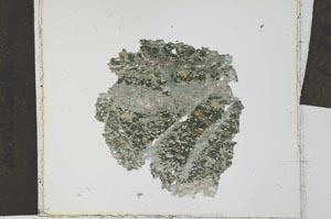 Plane Polarized, S27164