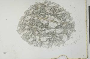 Plane Polarized, S27199