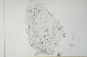 Plane Polarized, S27221