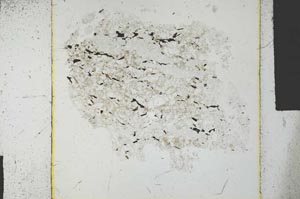 Plane Polarized, S27225