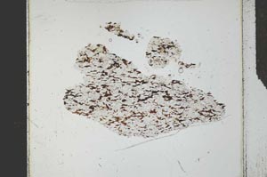 Plane Polarized, S27247