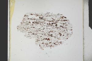 Plane Polarized, S27248