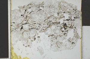 Plane Polarized, S27253