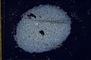 Cross Polarized, S27296