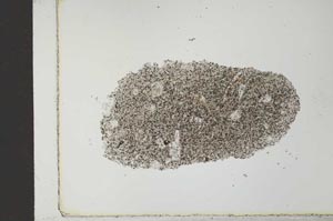 Plane Polarized, S27297