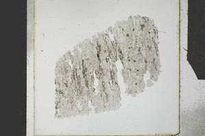 Plane Polarized, S27318