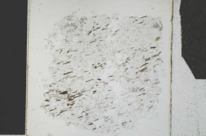 Plane Polarized, S27321