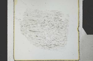Plane Polarized, S27322