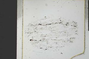 Plane Polarized, S27323