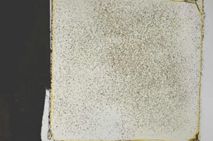 Plane Polarized, S27327/A