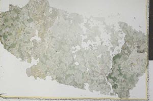 Plane Polarized, S27344