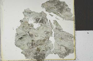 Plane Polarized, S27345