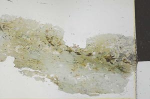 Plane Polarized, S27348
