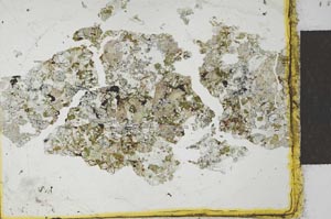 Plane Polarized, S27392