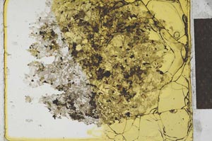 Plane Polarized, S27394