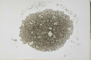 Plane Polarized, S27428