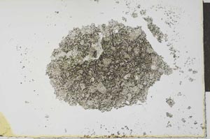 Plane Polarized, S27434