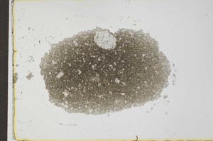 Plane Polarized, S27461