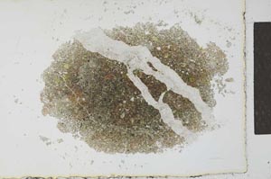 Plane Polarized, S27471
