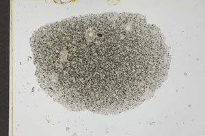 Plane Polarized, S27479