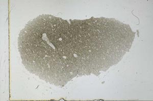 Plane Polarized, S27536