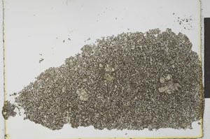 Plane Polarized, S27537