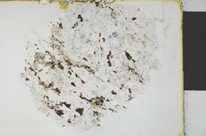 Plane Polarized, S27543