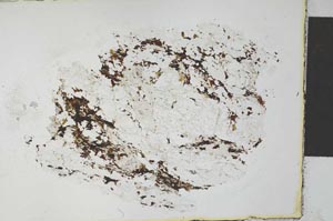Plane Polarized, S27544