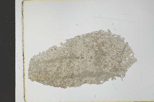 Plane Polarized, S27545