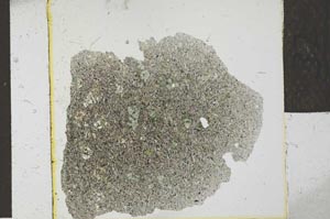 Plane Polarized, S27621