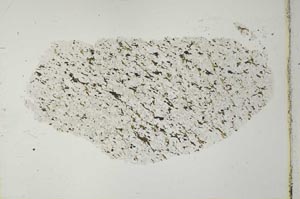 Plane Polarized, S27680