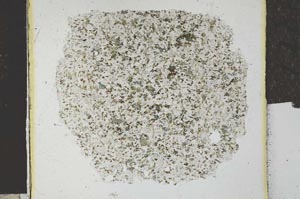 Plane Polarized, S27706