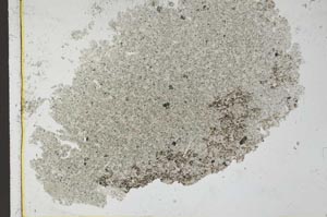 Plane Polarized, S27713