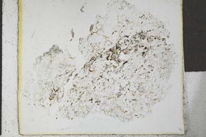 Plane Polarized, S27744