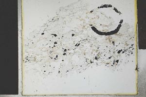 Plane Polarized, S27745