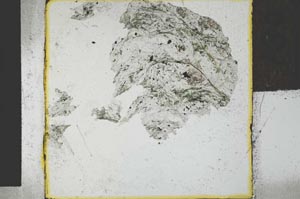 Plane Polarized, S27749