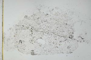 Plane Polarized, S27761