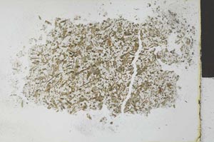 Plane Polarized, S27776