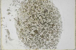 Plane Polarized, S27778