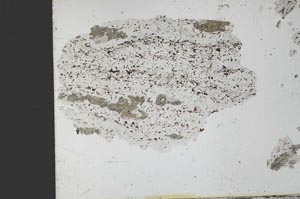 Plane Polarized, S27819